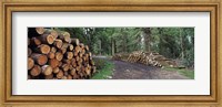 Framed Stacks of logs in forest, Burrator Reservoir, Dartmoor, Devon, England