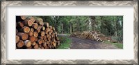 Framed Stacks of logs in forest, Burrator Reservoir, Dartmoor, Devon, England