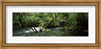 Framed Divide Creek flowing through a forest, Hollyford River, Fiordland National Park, South Island, New Zealand
