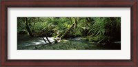 Framed Divide Creek flowing through a forest, Hollyford River, Fiordland National Park, South Island, New Zealand