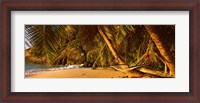 Framed Hammock between two palm trees, Seychelles