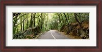 Framed Road passing through an indigenous forest, Mahe Island, Seychelles