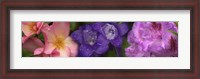 Framed Close-up of pink and purple  flowers