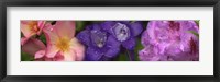 Framed Close-up of pink and purple  flowers