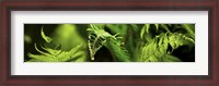 Framed Close-up of ferns