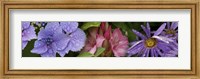 Framed Close-up of flowers