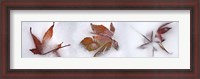 Framed Three fall leaves in snow
