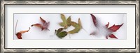 Framed Leaves in the snow