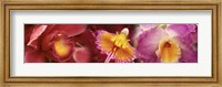 Framed Details of red and violet Orchid flowers