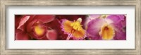 Framed Details of red and violet Orchid flowers