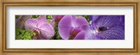 Framed Details of violet orchid flowers