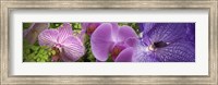 Framed Details of violet orchid flowers