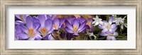 Framed Details of purple and white  flowers