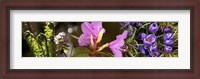 Framed Details of early spring and crocus flowers