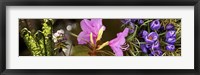 Framed Details of early spring and crocus flowers
