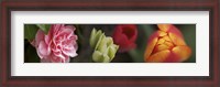 Framed Details of Colorful Tulip Flowers