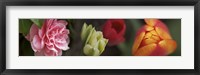 Framed Details of Colorful Tulip Flowers