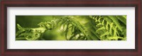 Framed Close-up of multiple images of ferns