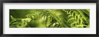 Framed Close-up of multiple images of ferns