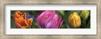 Framed Close up of Colorful Tulips