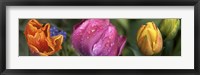 Framed Close up of Colorful Tulips