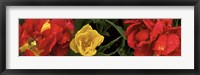 Framed Close-up of red and yellow tulips