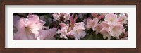 Framed Multiple images of pink Rhododendron flowers