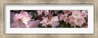 Framed Multiple images of pink Rhododendron flowers