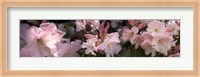Framed Multiple images of pink Rhododendron flowers