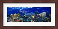 Framed Stoplight parrotfish (Sparisoma viride) with a Hawksbill Turtle (Eretmochelys Imbricata) underwater
