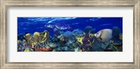 Framed Stoplight parrotfish (Sparisoma viride) with a Hawksbill Turtle (Eretmochelys Imbricata) underwater