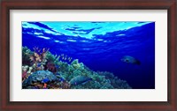 Framed Underwater view of Longfin bannerfish (Heniochus acuminatus) with Red Firefish (Nemateleotris magnifica) and soft corals