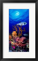 Framed Underwater view of Bristly puffer fish (Arothron hispidus) with triggerfish and Anthias Fishes