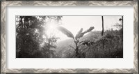 Framed Sunlight through trees in a forest in black and white, Chiang Mai Province, Thailand