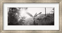Framed Sunlight through trees in a forest in black and white, Chiang Mai Province, Thailand