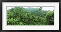 Framed Vegetation in a forest, Chiang Mai Province, Thailand