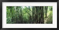 Framed Bamboo forest, Chiang Mai, Thailand