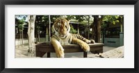 Framed Tiger (Panthera tigris) in a tiger reserve, Tiger Kingdom, Chiang Mai, Thailand