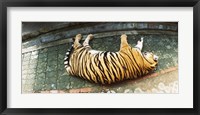 Framed Tiger (Panthera tigris) sleeping in a tiger reserve, Tiger Kingdom, Chiang Mai, Thailand