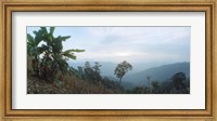 Framed Trees on a hill, Chiang Mai, Thailand