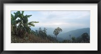 Framed Trees on a hill, Chiang Mai, Thailand
