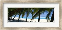 Framed Palm trees on the beach, Aitutaki, Cook Islands