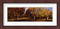 Framed Almond Trees during autumn in an orchard, California, USA