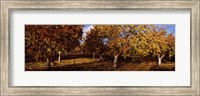 Framed Almond Trees during autumn in an orchard, California, USA