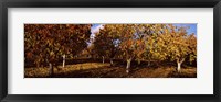 Framed Almond Trees during autumn in an orchard, California, USA