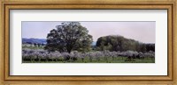 Framed Cherry trees in an Orchard, Michigan, USA