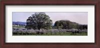 Framed Cherry trees in an Orchard, Michigan, USA