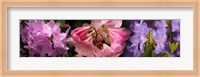 Framed Colorful rhododendrons flowers