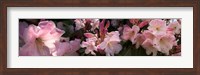Framed Close-up of pink rhododendron flowers