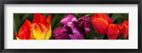 Framed Close-up of tulip flowers